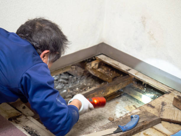 Best Certified Mold Removal  in Soh Salt Lake, UT