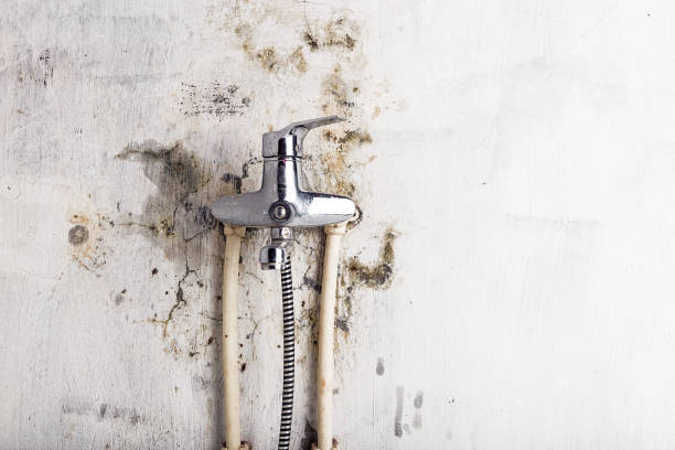South Salt Lake, UT Mold Removal Company