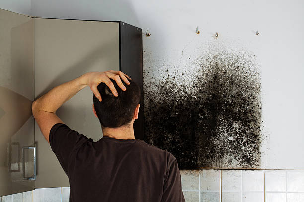 Mold Testing and Removal in South Salt Lake, UT