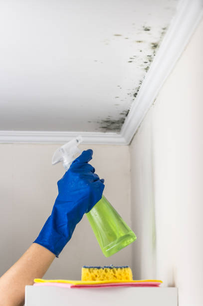 Best Toxic Mold Removal  in Soh Salt Lake, UT
